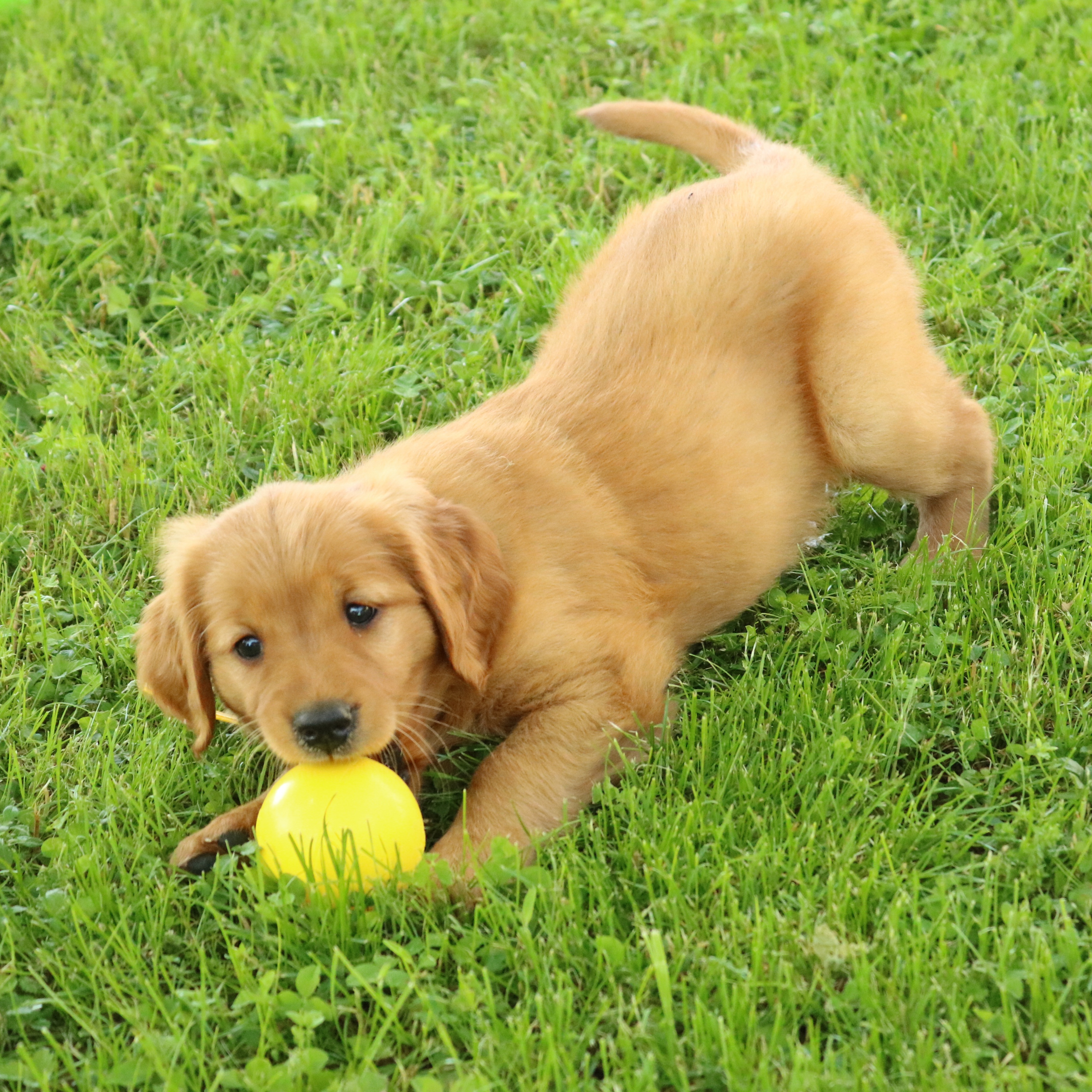 puppy, for, sale, Mini Golden Retriever, Ivan J. Stoltzfus, dog, breeder, Gordonville, PA, dog-breeder, puppy-for-sale, forsale, nearby, find, puppyfind, locator, puppylocator, aca